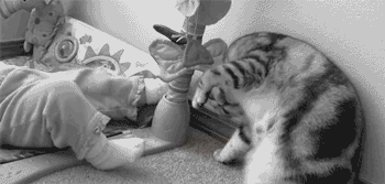 a cat doing a somersault